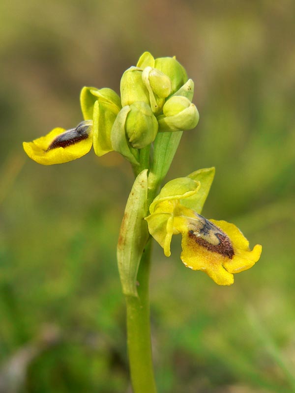Gruppo Ophrys lutea